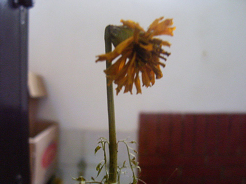 173487157_3c3efedae7_z.jpg