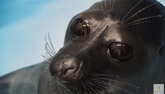 foca.jpg