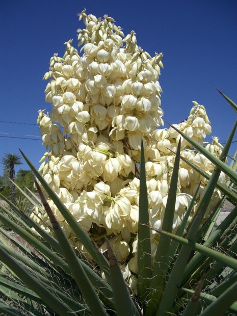 yucca-elephantipes.jpg