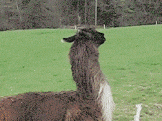 image.gif.0872e107485cbb2410f17661f7ad5ba0.gif
