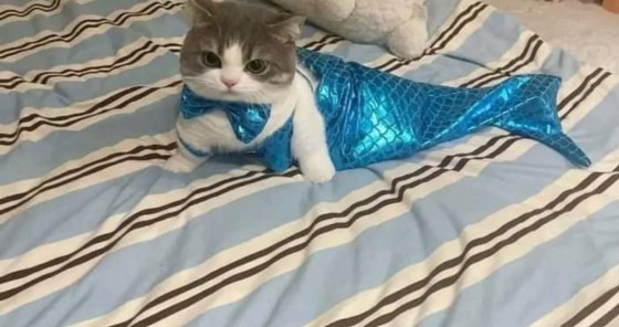 1907250479_Screenshot_20241106_021940_Facebook2.thumb.jpg.fc04adfa080e3c0dad9b069cd7403c21.jpg