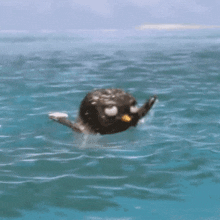 surfs-up-surfs-up-arnold.gif.eb8b249be6847335117d9033d2bf7f9f.gif